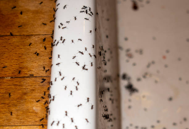 Best Local Pest Control Services  in Pigeon, MI