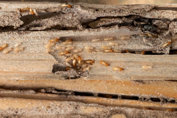 Best Bed Bug Extermination  in Pigeon, MI